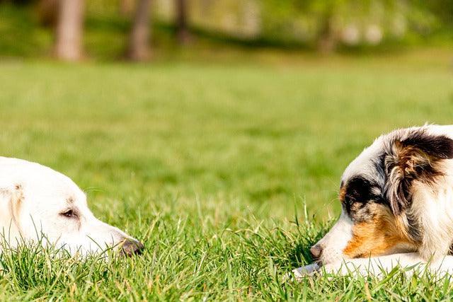 Le Retriever Australien