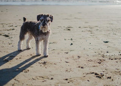 Le Schnauzer nain
