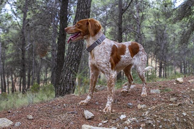 L'épagneul breton - One PETS-TOP