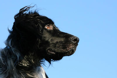 L'épagneul de Boykin - One PETS-TOP