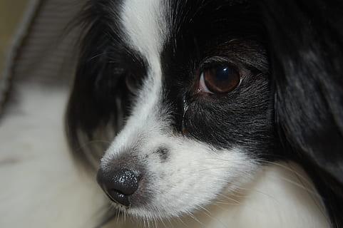 L'épagneul nain anglais