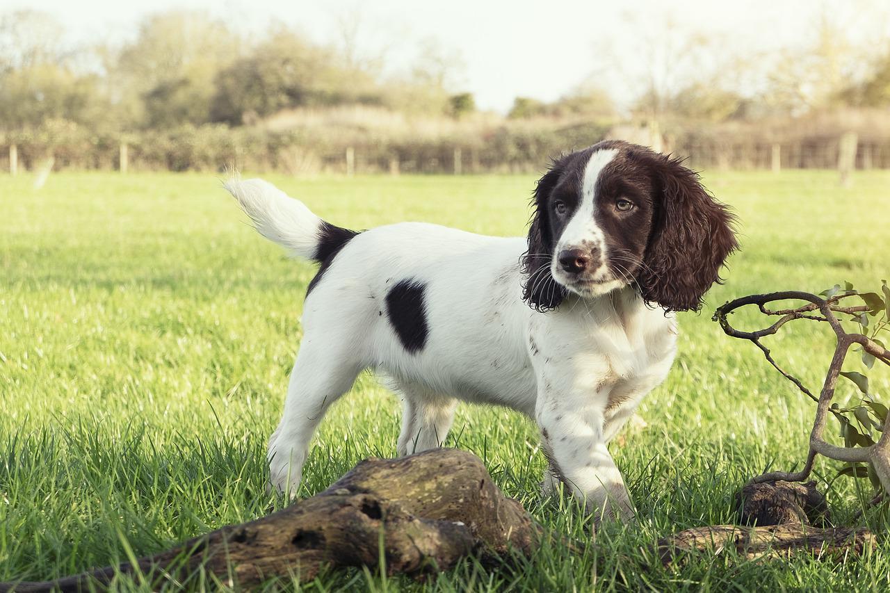 L'épagneul Springer anglais - One PETS-TOP