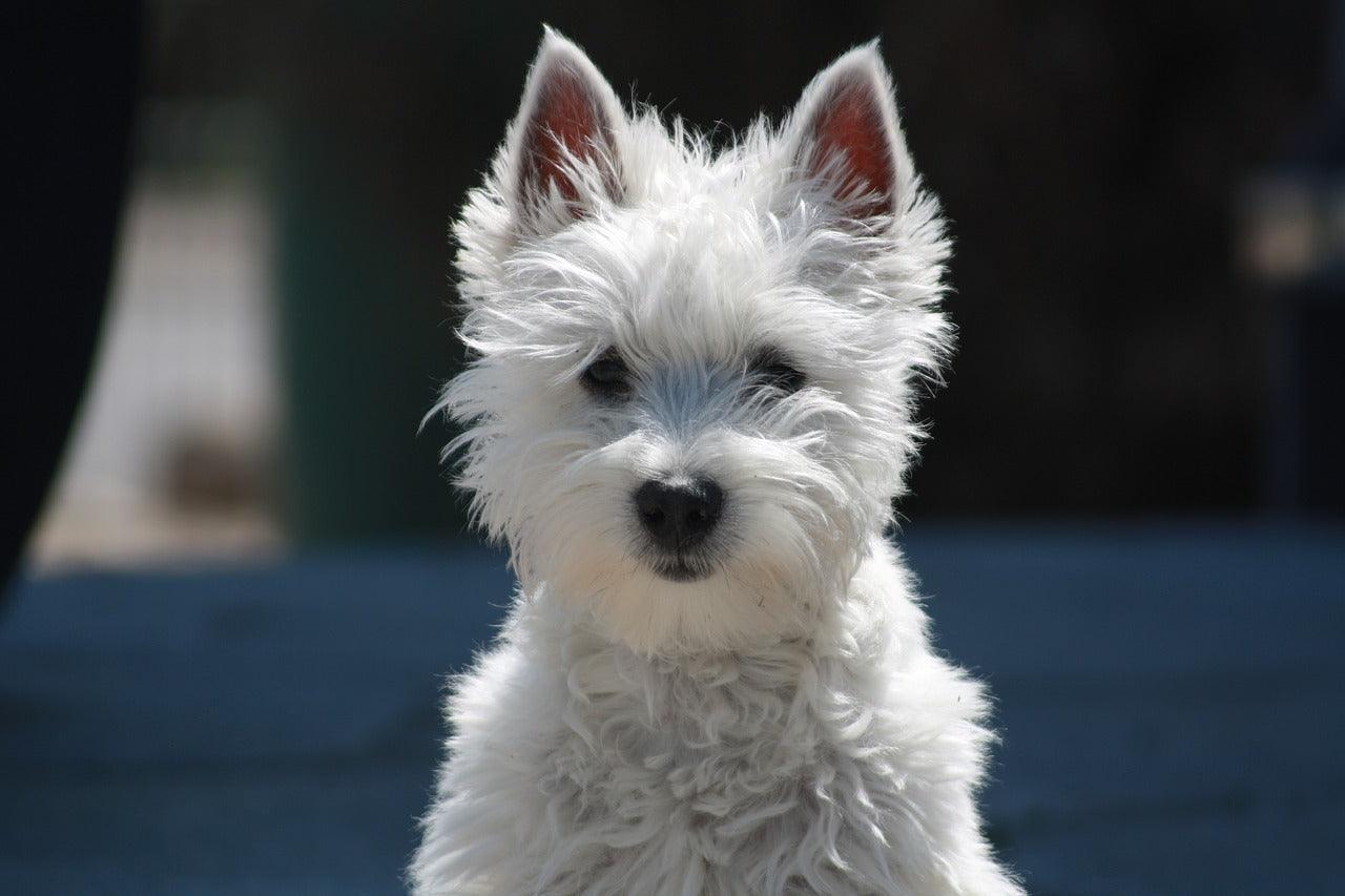 Les 10 races de chiens les plus affectueuses avec les personnes âgées - One PETS-TOP