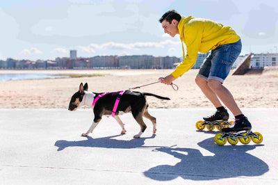 Les accessoires pour courir avec son chien