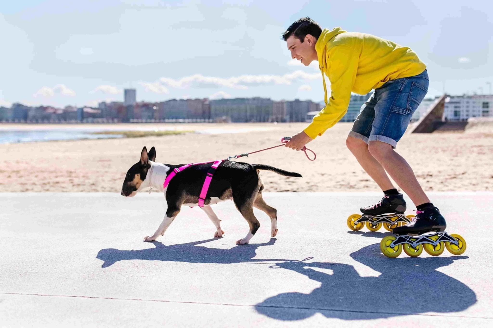 Les accessoires pour courir avec son chien
