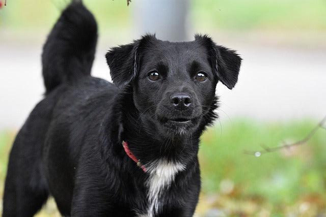 Les avantages et les inconvénients d'un collier aboiement - One PETS-TOP