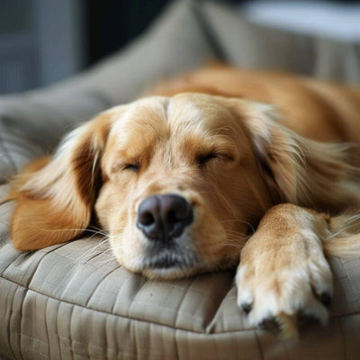Les Avis sur le Coussin Anti-Stress pour Chiens : Efficacité et Bienfaits - One PETS-TOP