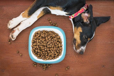 Les différents types d'alimentation et de nutrition pour les chiens