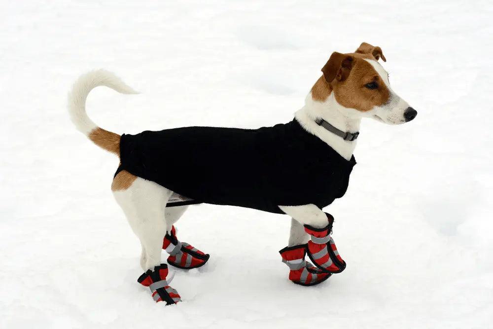 Les différents types de chaussures/chaussettes pour chien