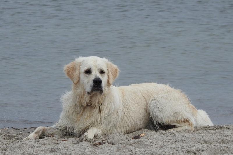 Les Grands Pyrénéens - One PETS-TOP