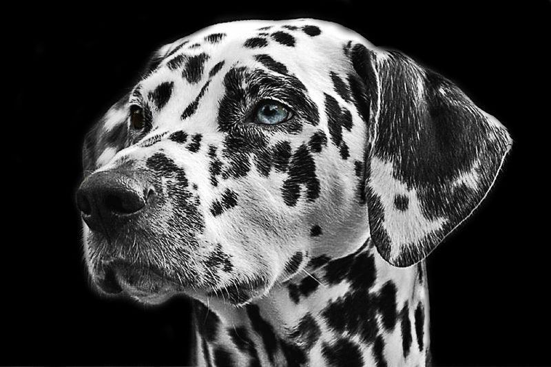 Les meilleures qualités d'un Dalmatien