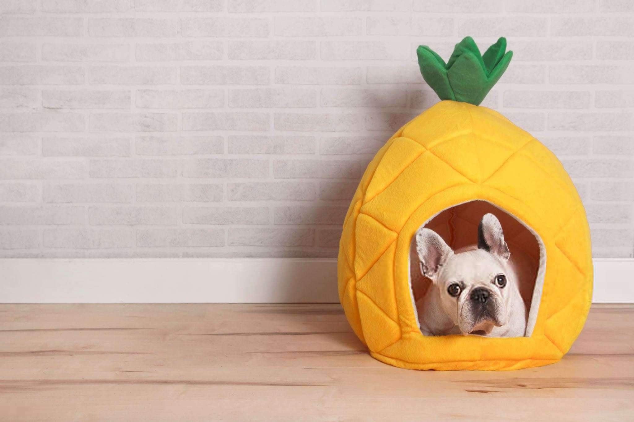 Les Meilleurs paniers pour chien