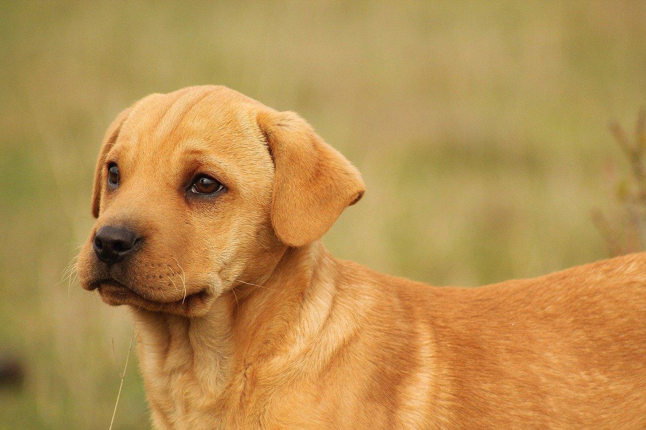 Les problèmes de santé de votre Goldador - One PETS-TOP