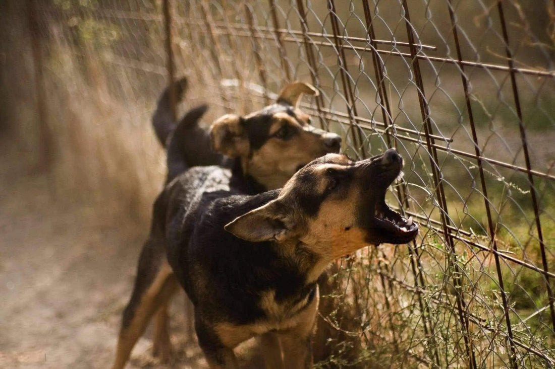 Les solutions contre l'aboiement de votre chien