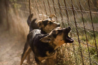 Les solutions contre l'aboiement de votre chien