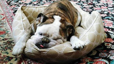 L’importance d’un bon panier pour votre chien - One PETS-TOP