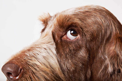 Mon chien à des problèmes de comportement, que faire ?