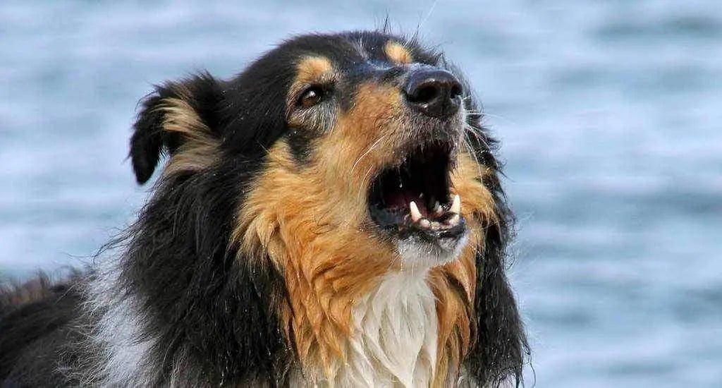 Mon chien aboie, les solutions.