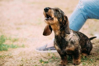 Mon chien aboie, pourquoi ? - One PETS-TOP