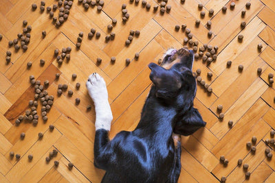Mon chien mange trop vite, comment puis-je l'éviter ? - One PETS-TOP