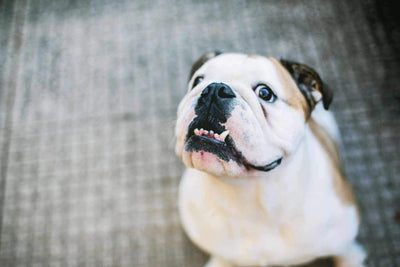 Mon chien stresse, comment l’aider ? - One PETS-TOP