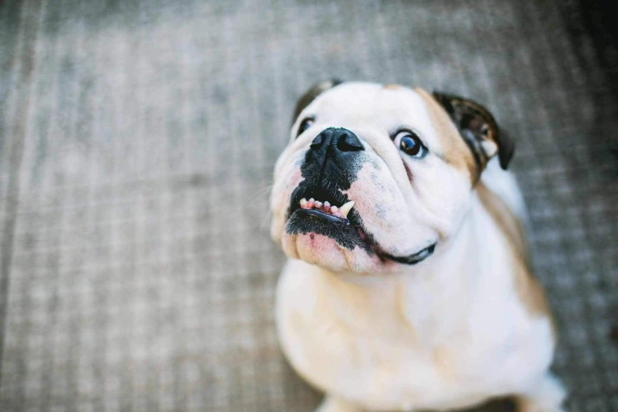 Mon chien stresse, comment l’aider ? - One PETS-TOP
