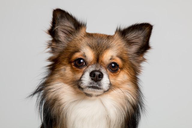Petits chiens de race - One PETS-TOP