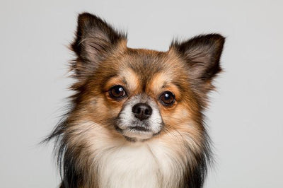 Petits chiens de race