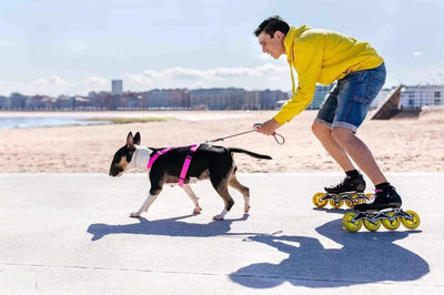 Pour un chien reste en bonne santé il doit faire de l’exercice. - One PETS-TOP