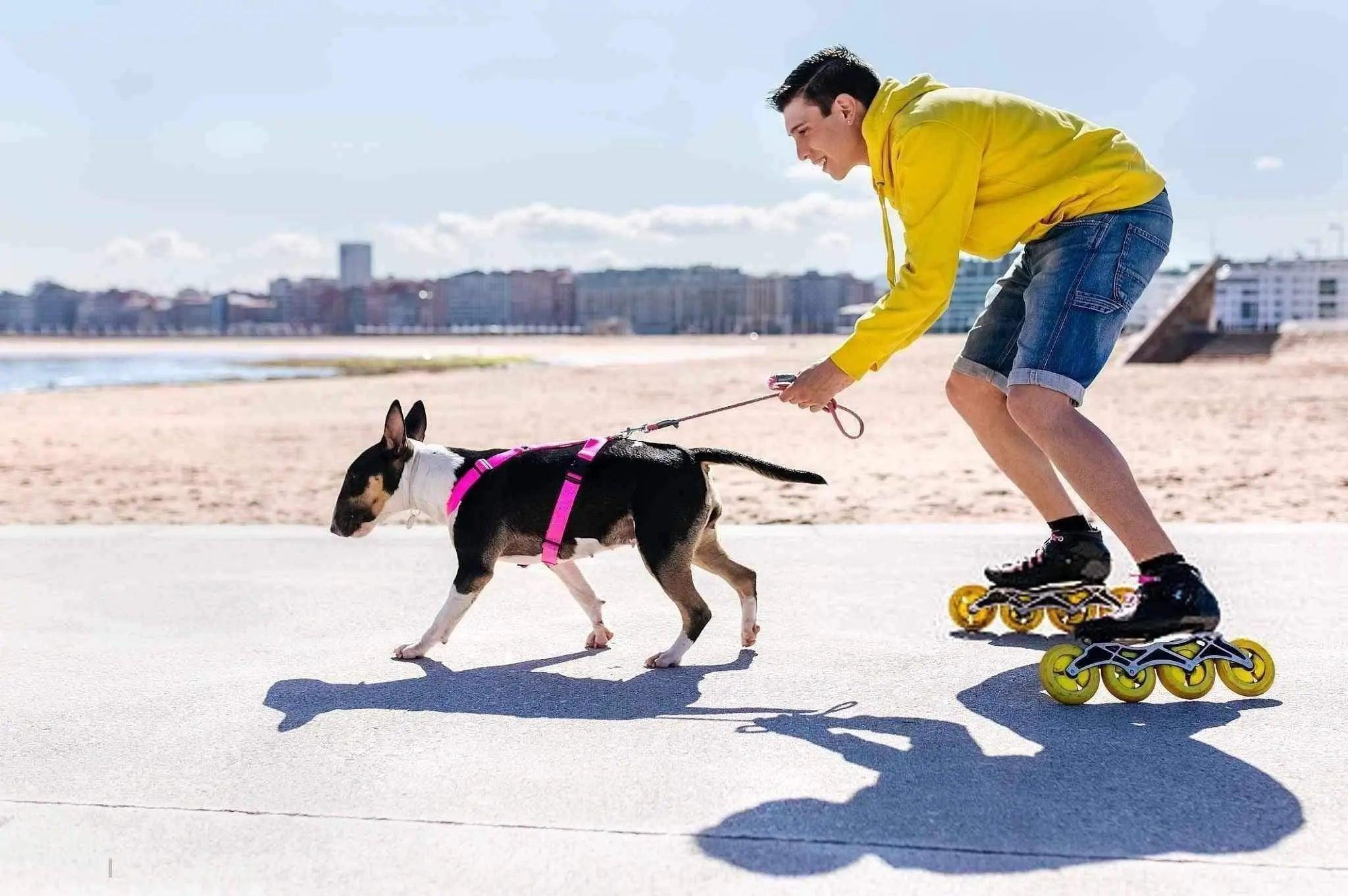 Pour un chien reste en bonne santé il doit faire de l’exercice. - One PETS-TOP