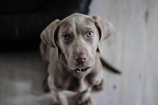 Pourquoi donner des croquettes chien sans céréales ?