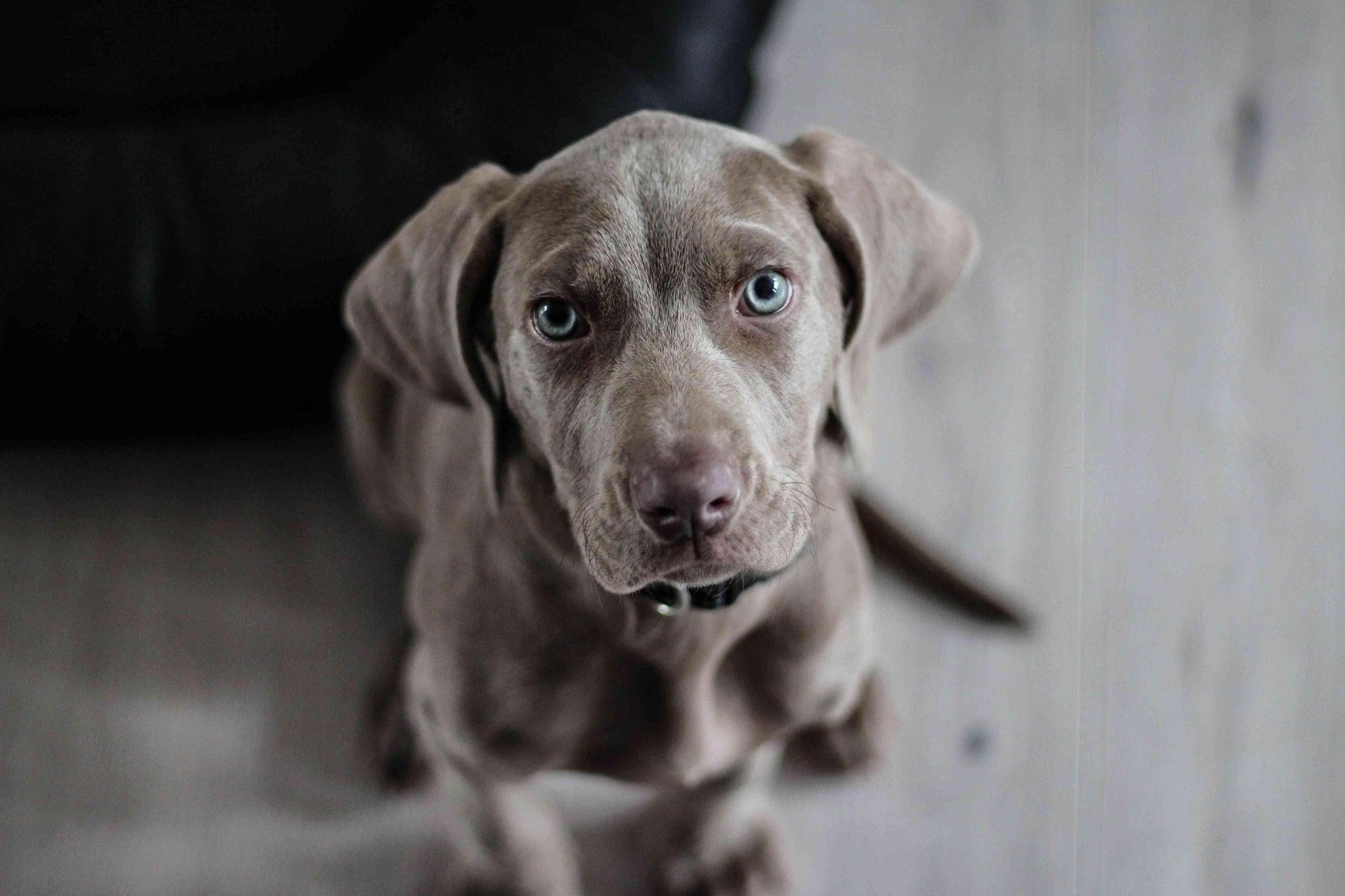 Pourquoi donner des croquettes chien sans céréales ?