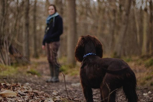 POURQUOI LE CHIEN NE VOUS ÉCOUTE-T-IL PAS PENDANT LES PROMENADES ?