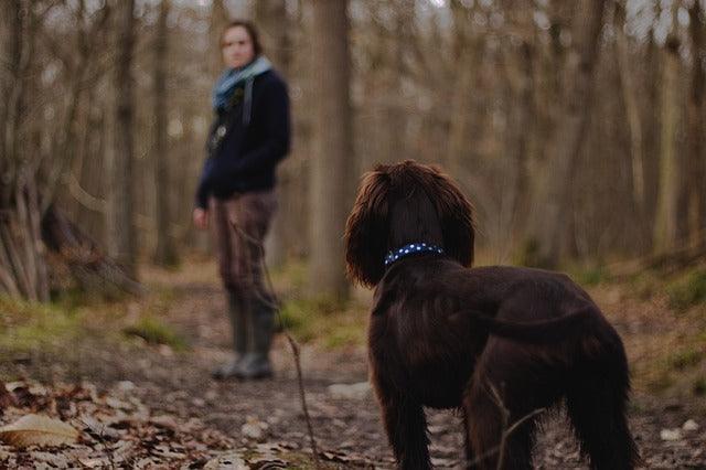 POURQUOI LE CHIEN NE VOUS ÉCOUTE-T-IL PAS PENDANT LES PROMENADES ?
