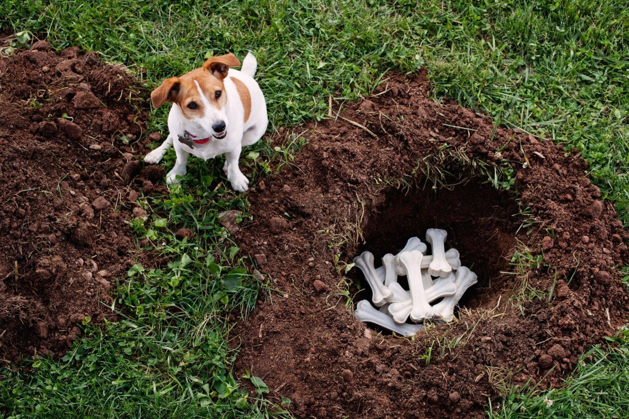 Pourquoi les chiens enterrent des os et d'autres objets ?