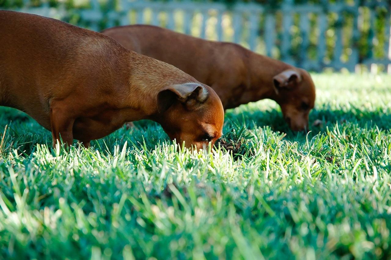 POURQUOI LES CHIENS MANGENT-ILS DE L'HERBE ? - One PETS-TOP