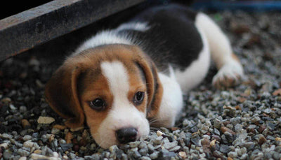 Pourquoi mon chien est peureux ? - One PETS-TOP