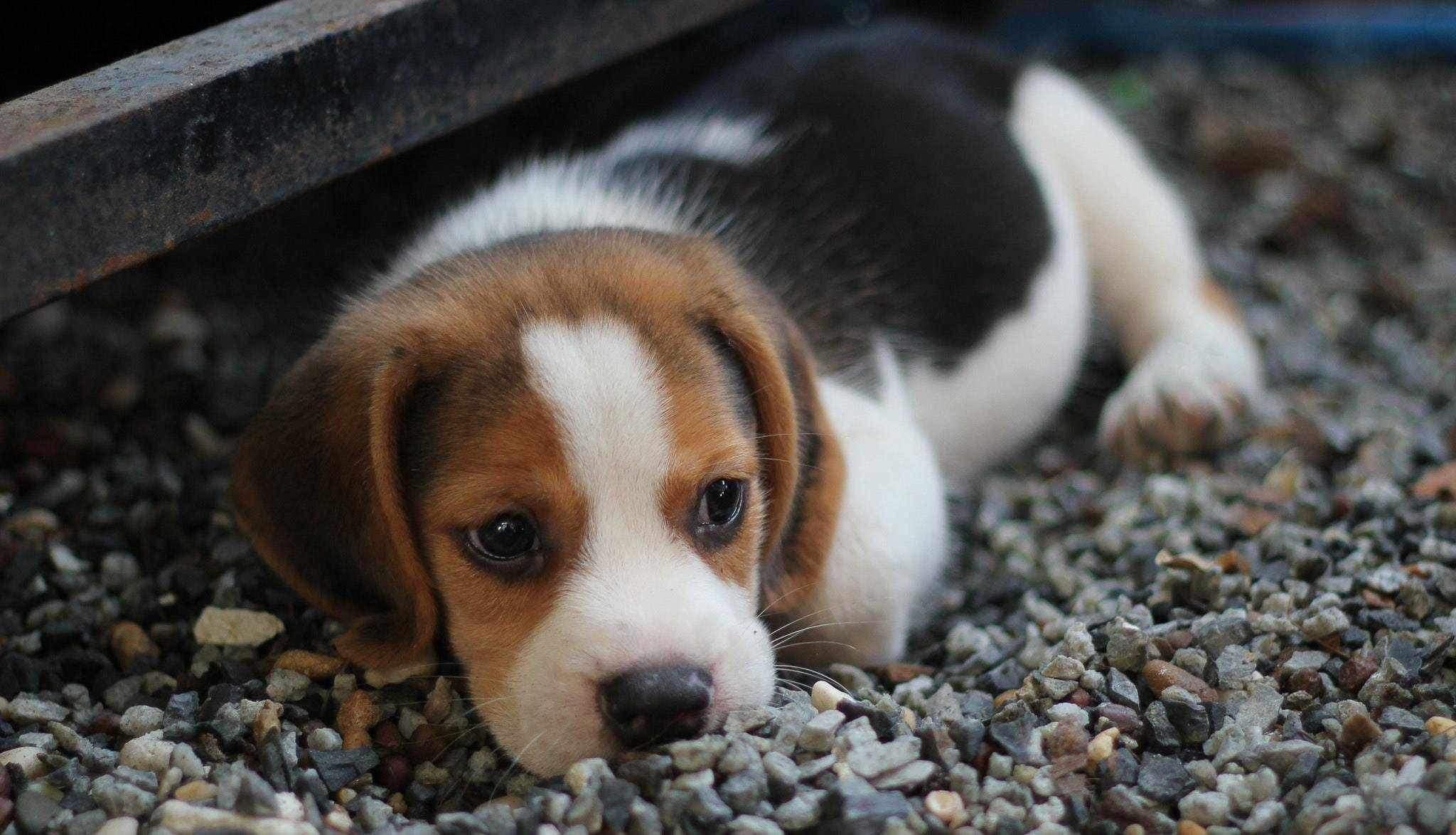Pourquoi mon chien est peureux ? - One PETS-TOP