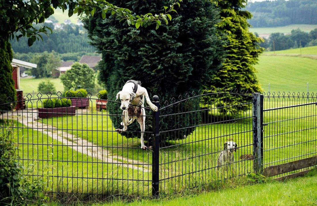 Pourquoi mon chien fugue ?