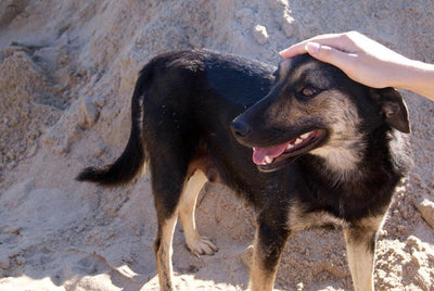 Pourquoi un chien suit son maitre partout ? - One PETS-TOP