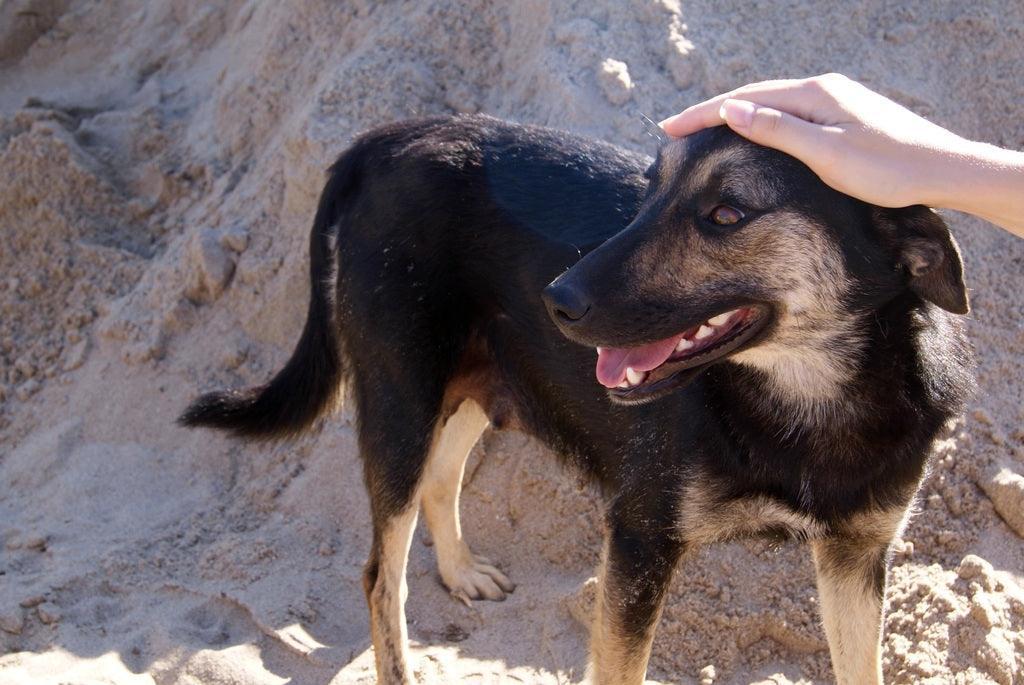 Pourquoi un chien suit son maitre partout ? - One PETS-TOP