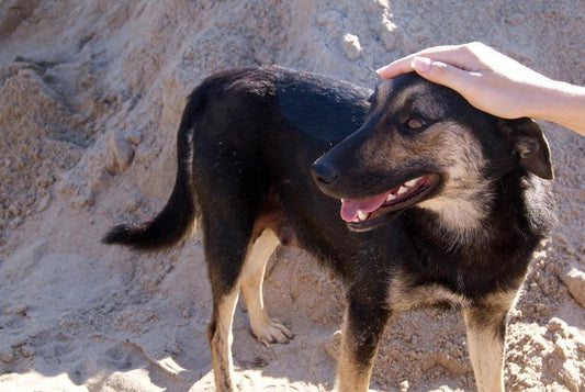 Pourquoi un chien suit son maitre partout ?