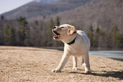 Que faire contre l'aboiement intempestif ? - One PETS-TOP