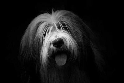 Que faire contre les poils de chien ? - One PETS-TOP