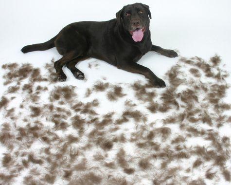 Que faire contre les poils de chien ? - One PETS-TOP