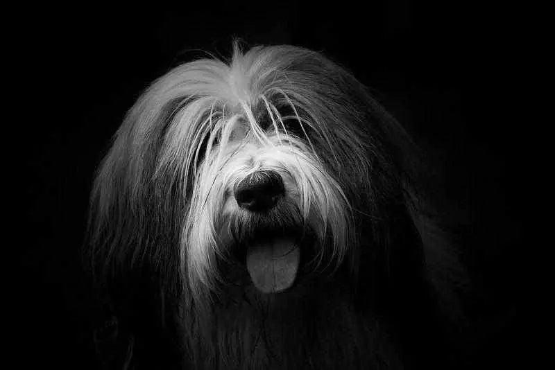 Que faire contre les poils de chien ?