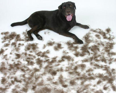 Que faire contre les poils de chien ?