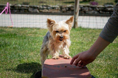 QUE FAIT UN DRESSEUR DE CHIENS, UN ZOOPSYCHOLOGUE ET UN COMPORTEMENTALISTE ?