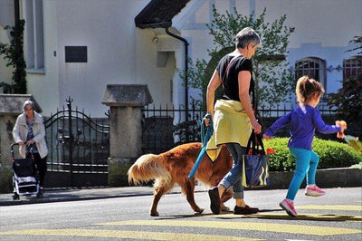 Quel chien choisir quand on a 60 ans ?