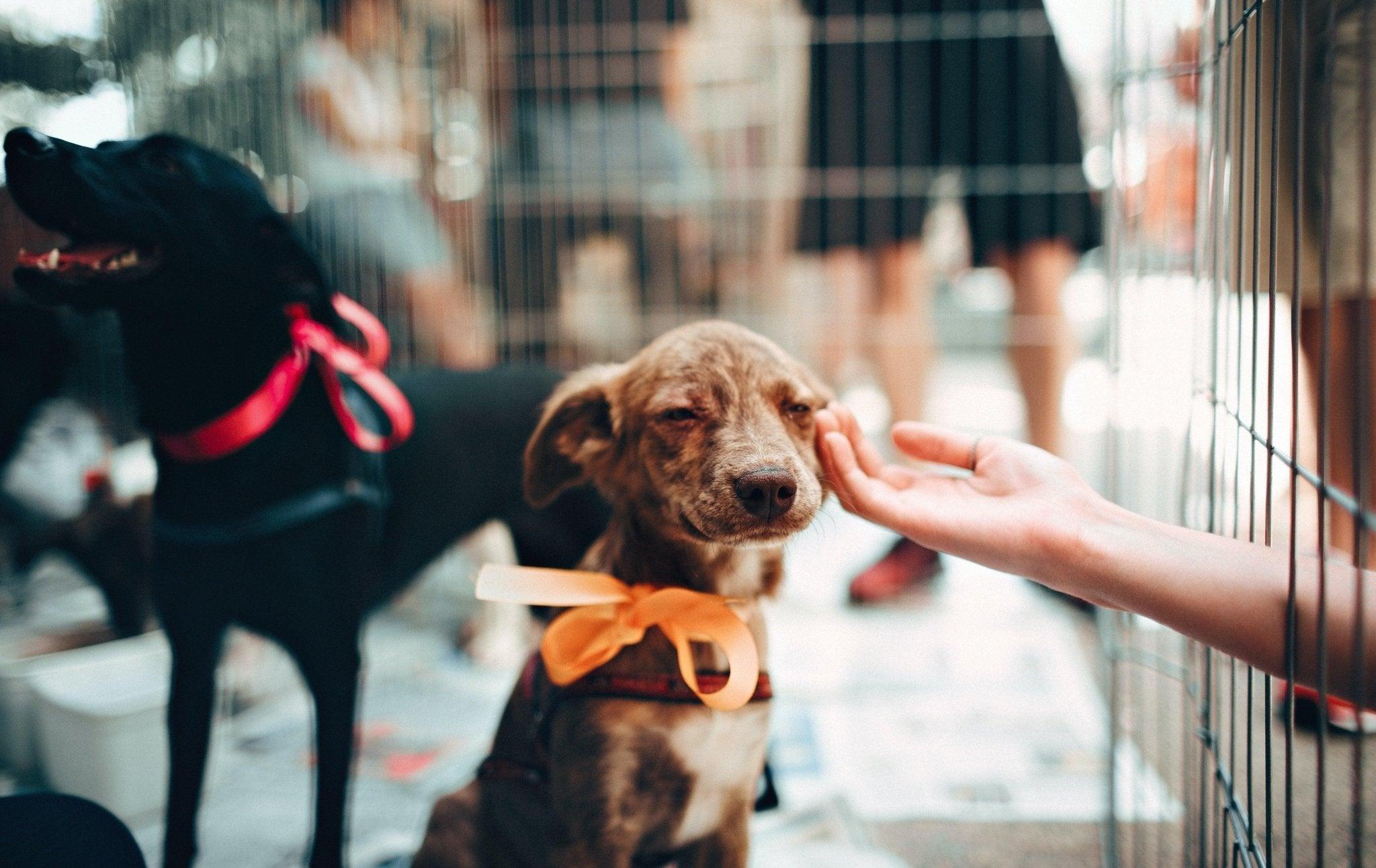 Quel chien choisir quand on a 70 ans ? - One PETS-TOP